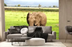 Fototapeta: Африканский слон