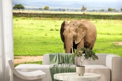 Fototapeta: Африканский слон