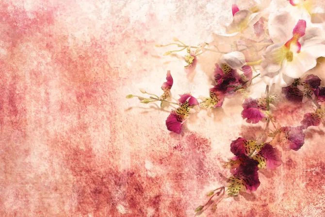 Fototapeta: Abstrakcyjne kwiaty różowego storczyka