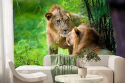 Fototapeta: Bardzo rzadko lew azjatycki w parku narodowym w indiach. te narodowe