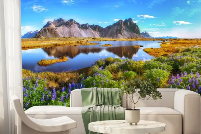 Fototapeta: Beautiful sunny day and lupine flowers on stokksnes cape in iceland.