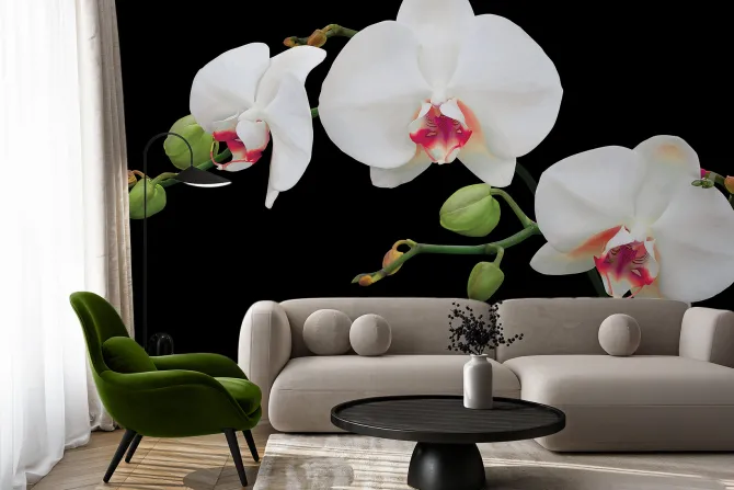 Fototapeta: Biała orchidea na czarnym tle