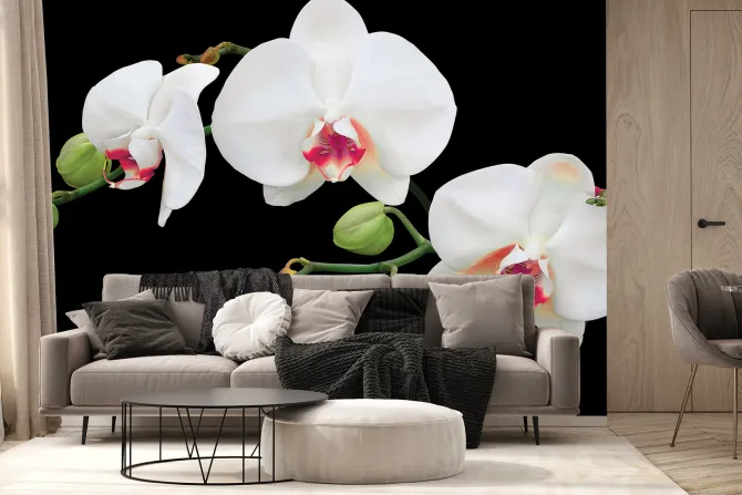 Fototapeta: Biała orchidea na czarnym tle