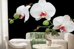 Fototapeta: Biała orchidea na czarnym tle