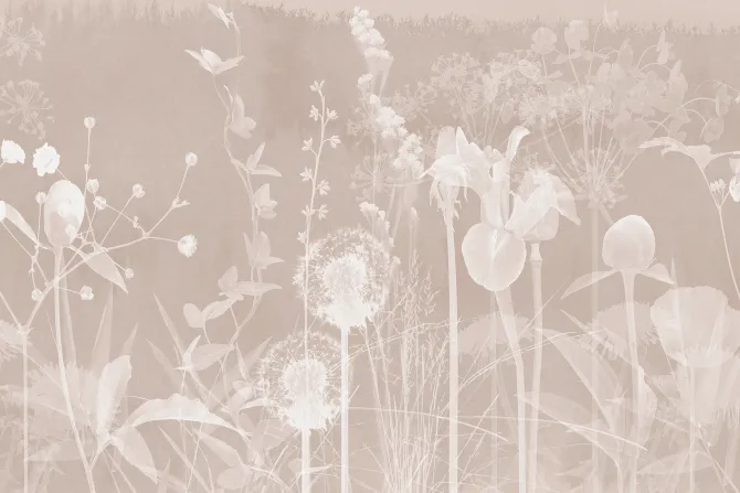 Fototapeta: Białe dmuchawce i kwiaty polne na beżowym tle botaniczny delikatny