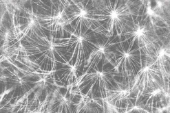 Fototapeta: Białe dmuchawce na szarym tle