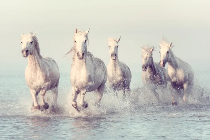 Fototapeta: Białe konie w galopie na morzu