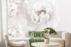 Fototapeta: Białe kwiaty piwonii na białym tle