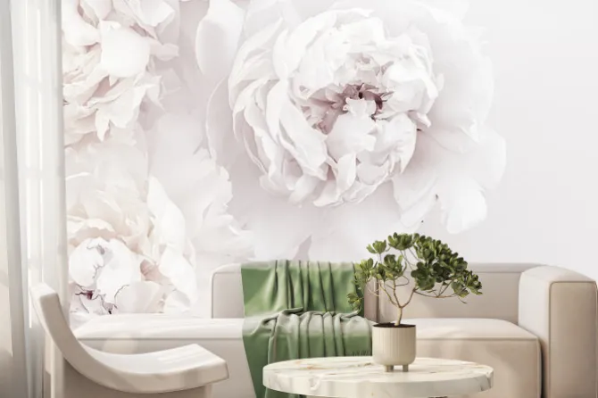 Fototapeta: Białe kwiaty piwonii na białym tle