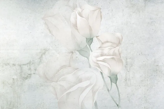 Fototapeta: Białe kwiaty róże na betonowym tle