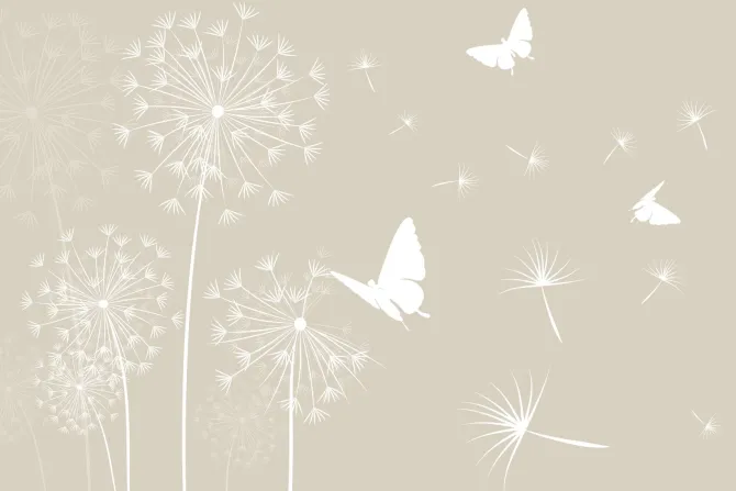 Fototapeta: Białe motyle i dmuchawce z nasionami na wietrze minimalistyczny