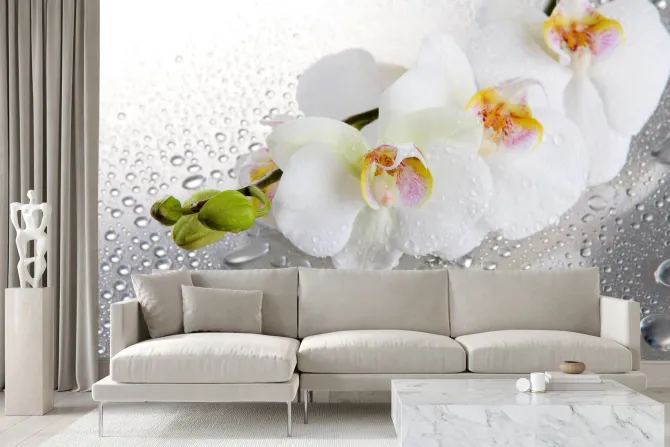 Fototapeta: Białe storczyki wśród kropli