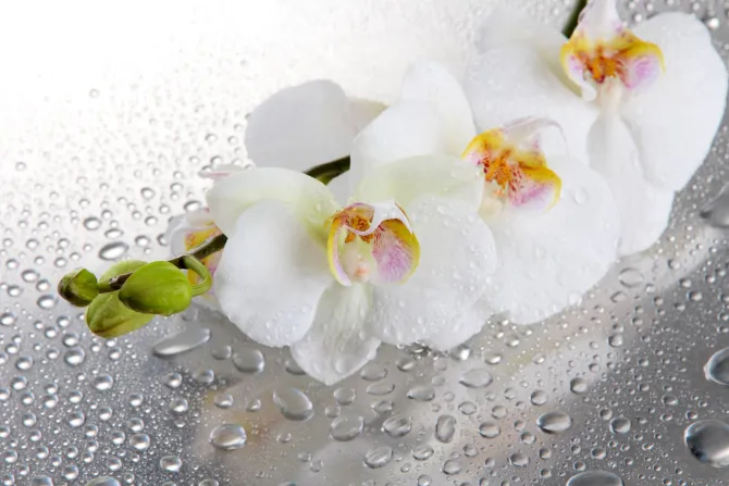 Fototapeta: Białe storczyki wśród kropli