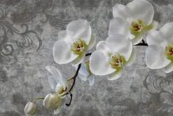 Fototapeta: Biały kwiat storczyk na betonie