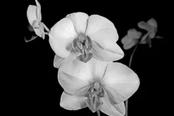 Fototapeta: Biały storczyk na czarnym tle