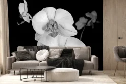 Fototapeta: Biały storczyk na czarnym tle