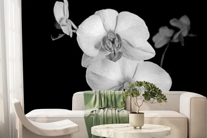 Fototapeta: Biały storczyk na czarnym tle