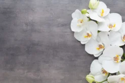 Fototapeta: Biały storczyk na szarym betonie