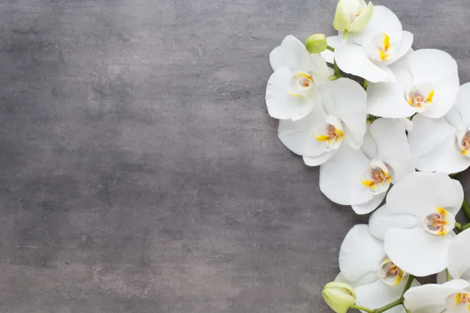 Fototapeta: Biały storczyk na szarym betonie