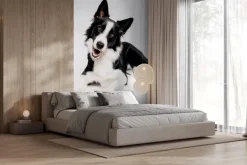 Fototapeta: Border collie pies na białym tle