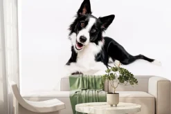 Fototapeta: Border collie pies na białym tle