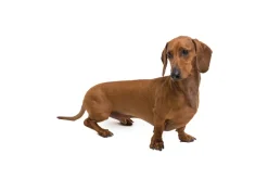 Fototapeta: Brązowy jamnik na białym tle