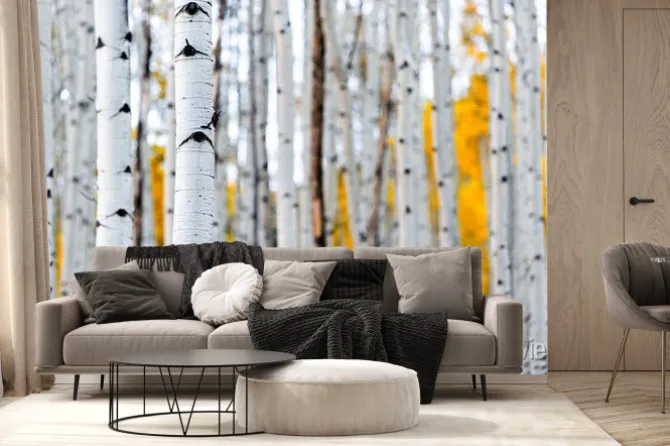 Fototapeta: Brzozy w jesiennym lesie krajobraz