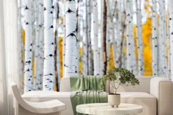 Fototapeta: Brzozy w jesiennym lesie krajobraz