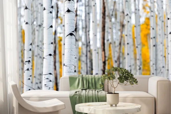 Fototapeta: Brzozy w jesiennym lesie krajobraz