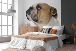 Fototapeta: Buldog angielski na białym tle