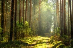 Fototapeta: Ścieżka w słonecznym lesie