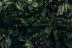 Fototapeta: Ciemnozielone liście botaniczne tło