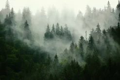Fototapeta: Ciemnozielony las iglasty we mgle