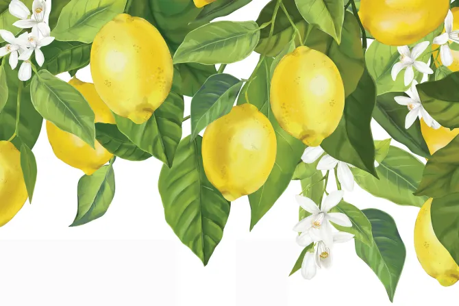 Fototapeta: Cytryny na liściastym drzewie z kwiatami