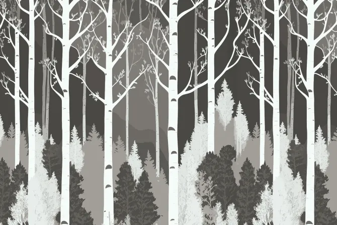 Fototapeta: Czarno biały las z brzozami