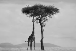 Fototapeta: Czarno-białe safari z drzewem i żyrafą