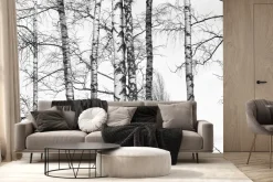 Fototapeta: Czarno-biały brzozowy las