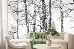 Fototapeta: Czarno-biały brzozowy las