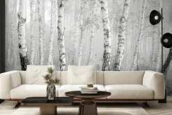 Fototapeta: Czarno-biały las brzozowy