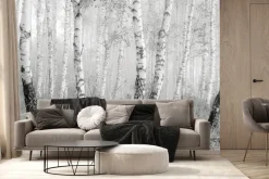Fototapeta: Czarno-biały las brzozowy