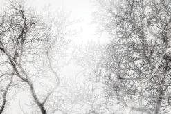 Fototapeta: Czarno-biały las z widokiem na gałęzie drzew