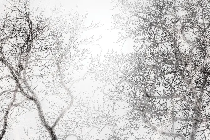 Fototapeta: Czarno-biały las z widokiem na gałęzie drzew