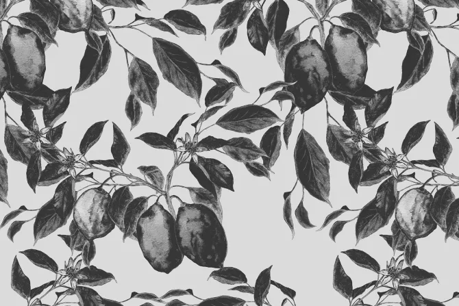 Fototapeta: Czarno-biały wzór drzewa owocowego
