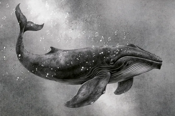 Fototapeta: Czarnobiały wzór śpiew wieloryba i muzyczne nuty