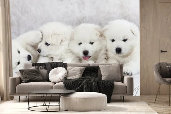 Fototapeta: Cztery białe szczeniaki