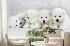 Fototapeta: Cztery białe szczeniaki