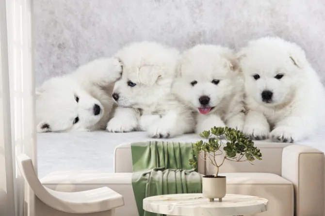 Fototapeta: Cztery białe szczeniaki