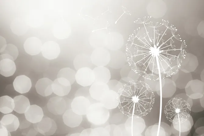 Fototapeta: Delikatne dmuchawce w świetle