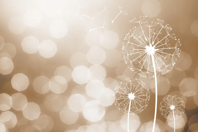 Fototapeta: Delikatne dmuchawce w świetle