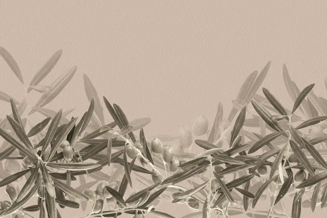 Fototapeta: Delikatne gałązki oliwne na jasnym tle